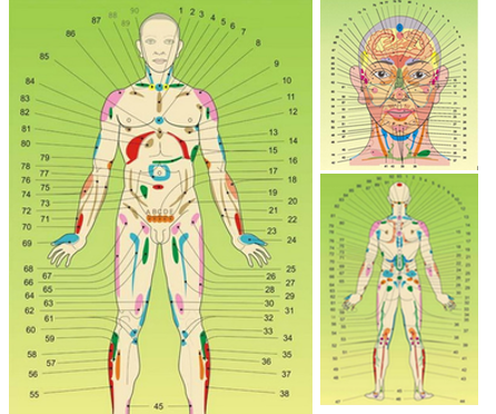 Acupuncture Body Model