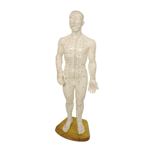 Acupuncture Body Model: Meridianal and Acupoints